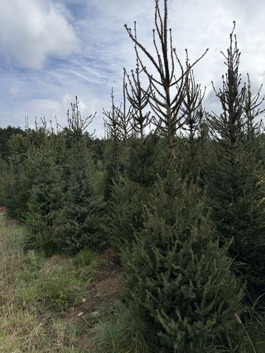 Tuje Świerki Likwidacja Plantacji