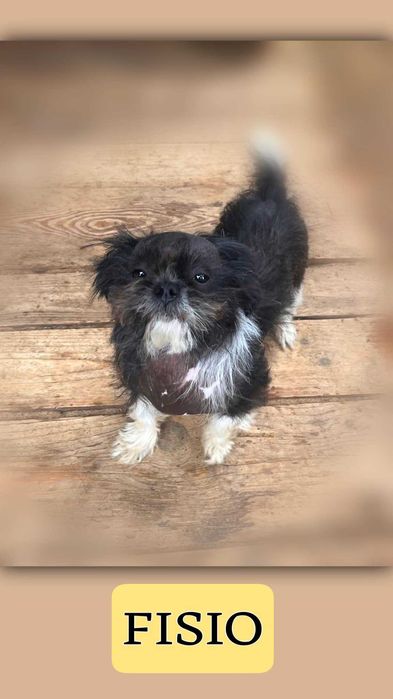 Shih tzu  zostal fisio 12 lat w schronisku w lututowie  aktualne