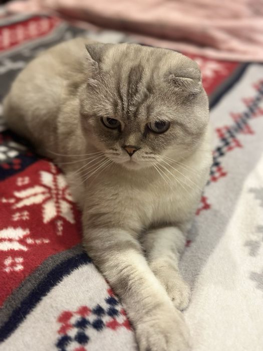 Неймовірний котик чекає дівчинку у гості:)