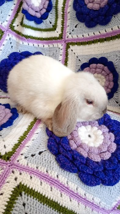 Mini Lop, karzełek  baranek