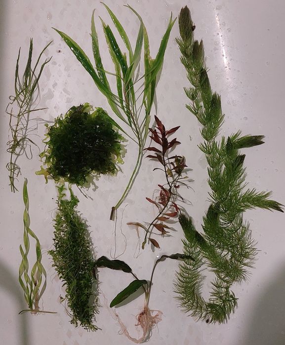 Рослини для акваріуму