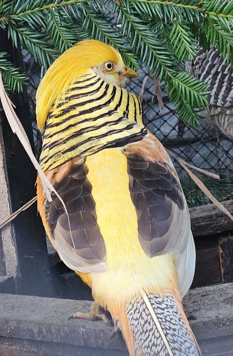 Jaja lęgowe bażant bananowy