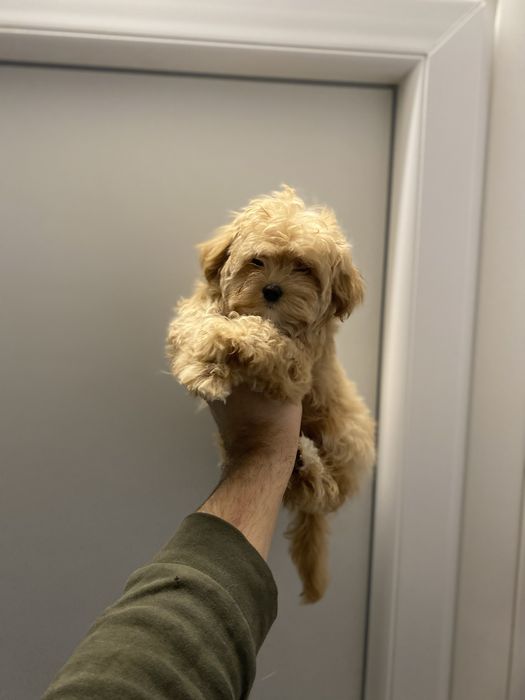 Гарні немовля мальтіпу