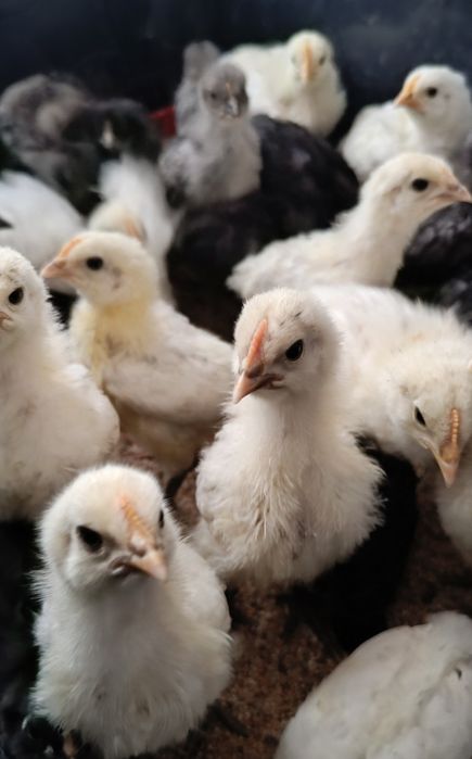 Курчата Домінанти Чехія, мясо-яєчка Угорщина