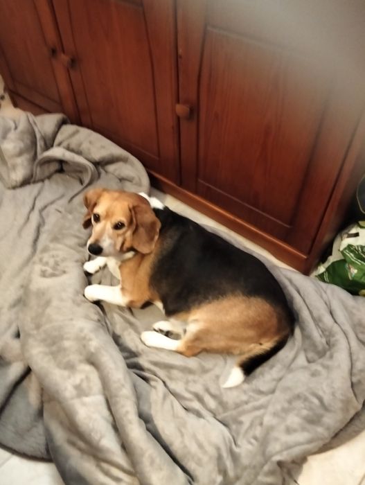 Cão meigo carinhoso e obediente