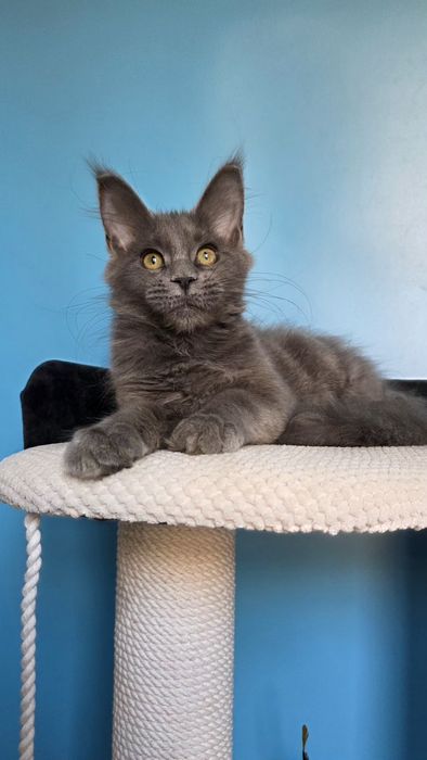 Шикарная девочка мейн