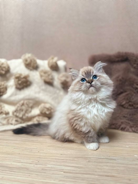 Kocurek Ragdoll Hades n 04 21