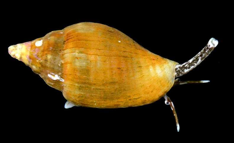 Ślimak Columbella mercatoria lub Turbo spp. - akwarium morskie