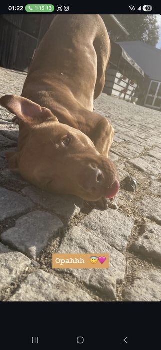 Menina pitbull de 5 aninhos para adopção