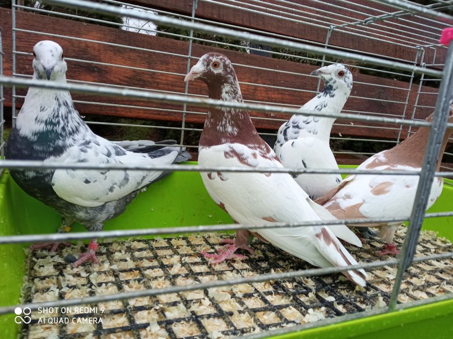 Gołębie pocztowe