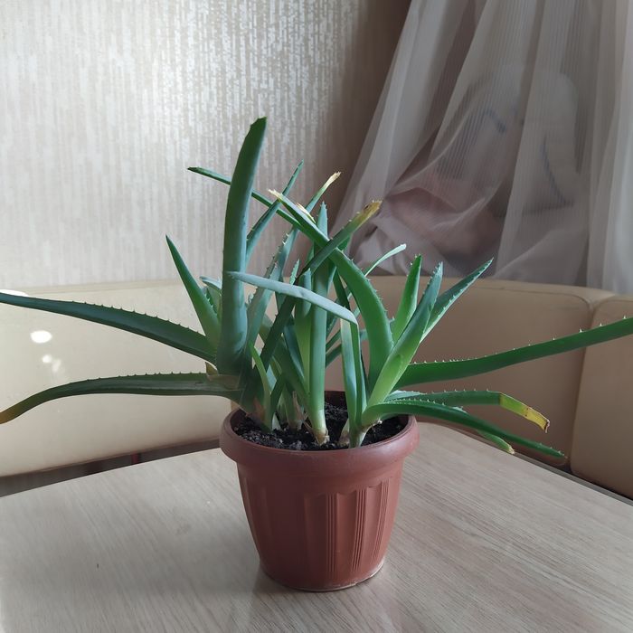 Домашние цветы .