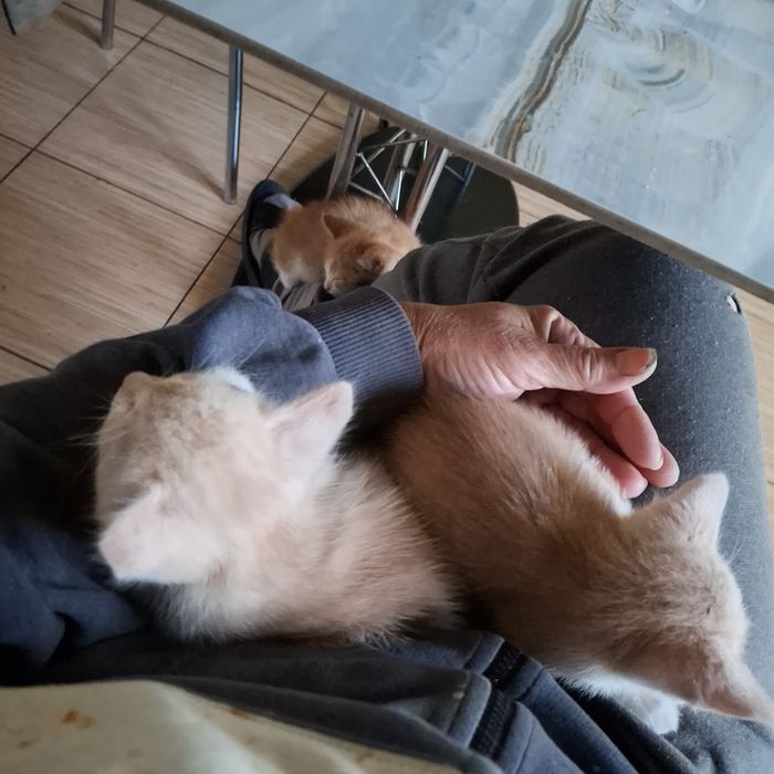 Вiддам кошенят в гарнi руки..