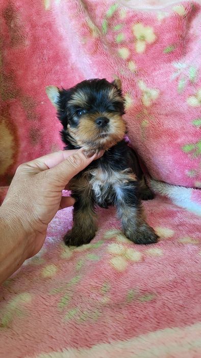 Красавчики мини йорк.