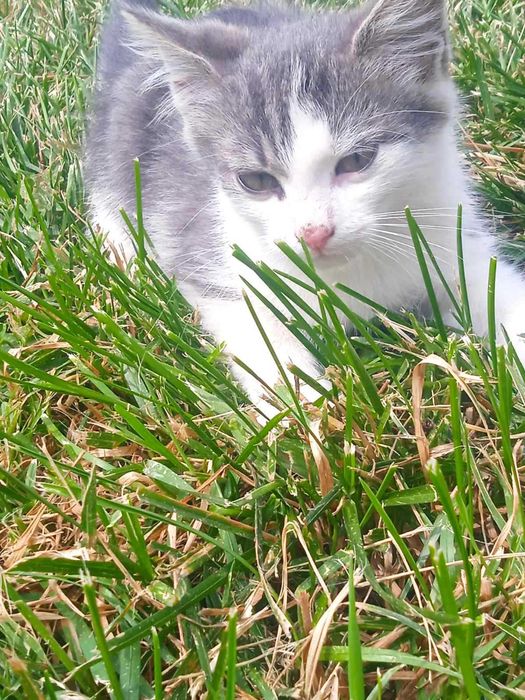 Грайливі кошенята шукають дім