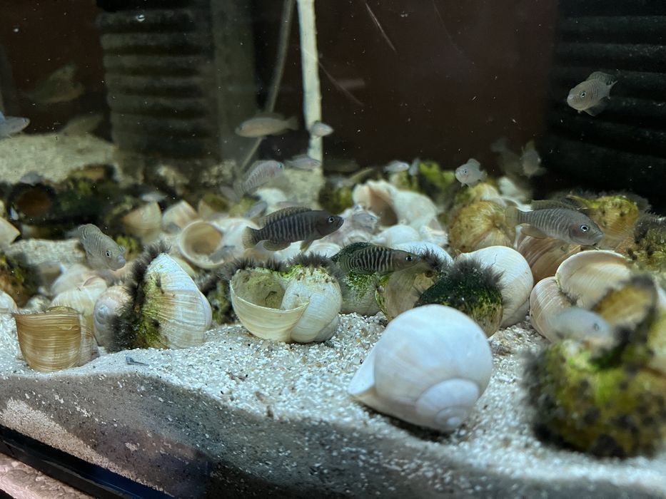 Muszlowiec wielopregi mlode i dorosle