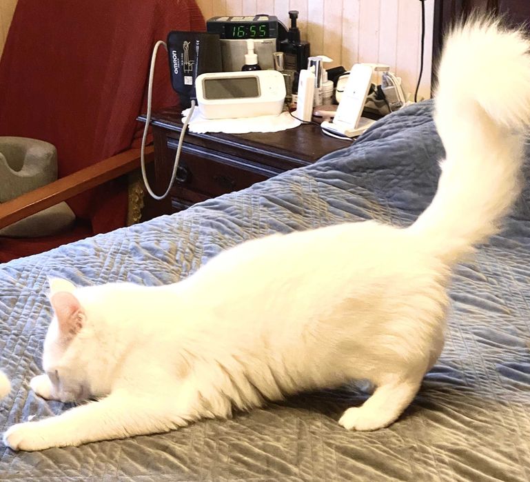 Bonifácio: gatinho Angorá Turco. Branco. olhos azuis. LOP e vacinas