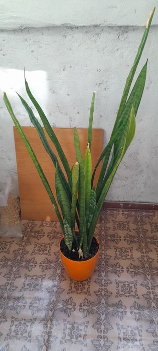 Продам гарну  сансивьерію
