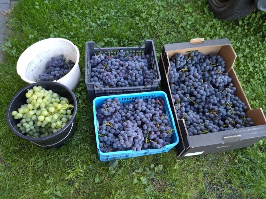 Winogron na wino i nie tylko