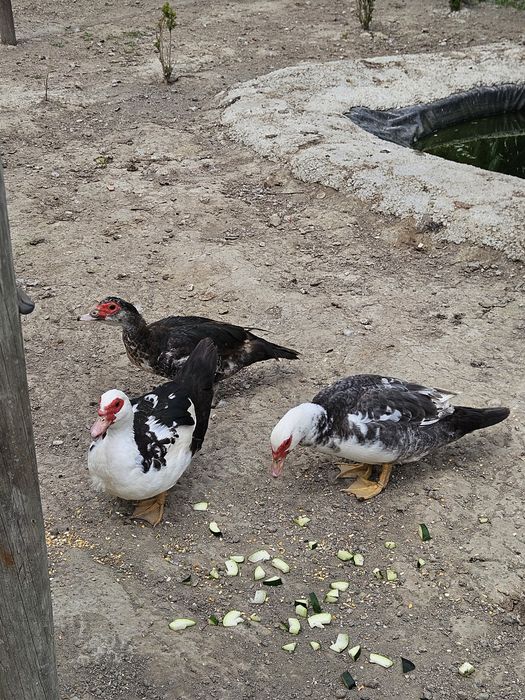 Patos Mudos para venda