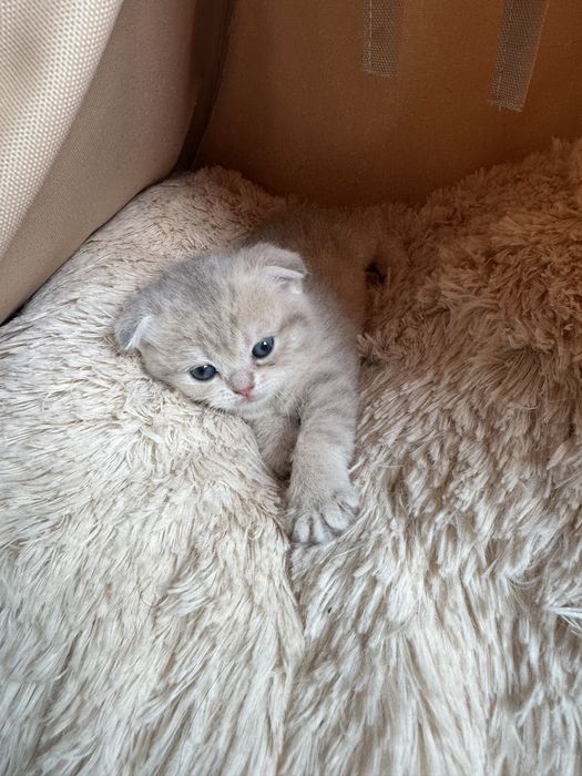 Кошенята висловухі