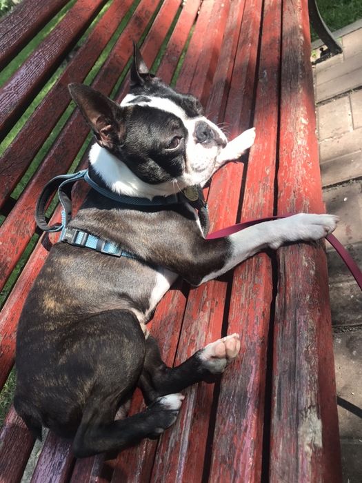 Бостон терьер, кобель для вязки