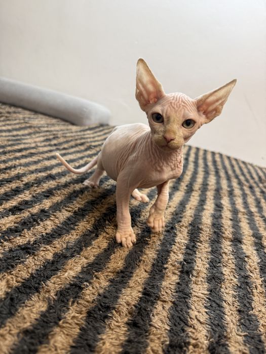 Bekon ostatni kocurek sfinks z rodowodem