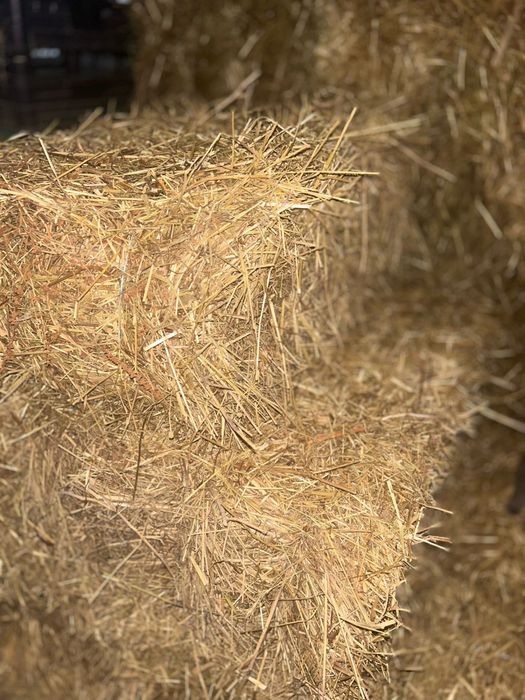 Fardos de Palha (azevém alemão ) produzido em portugal
