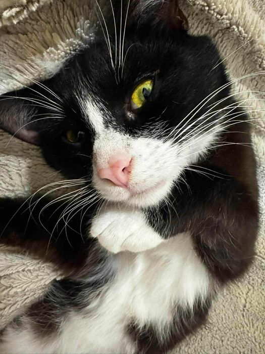 Wpatrzony w czlowieka Pandus czeka na dom