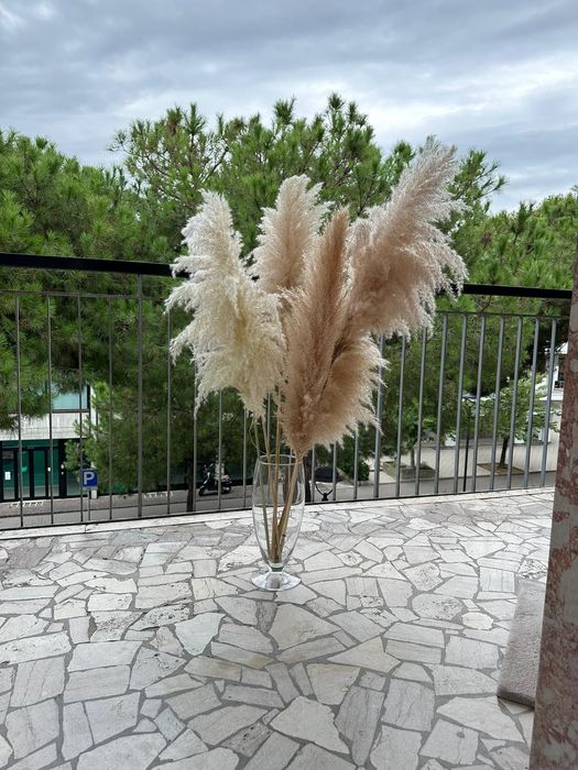 Пампасна   трава