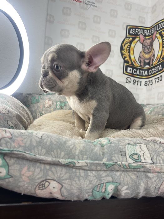 Bulldog frances lilac tan