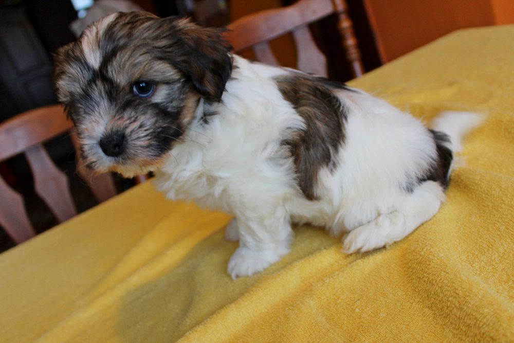 Śliczny Szczeniak z Rodowodem