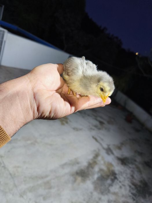 Pintos com e sem raça