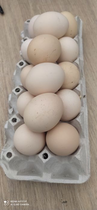 ŚWIEŻE JAJKA / Gospodarstwo rolne w Grębocinie