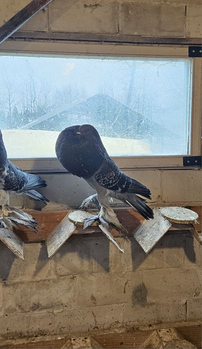 Garlacze Pomorskie Samica 25r Groch