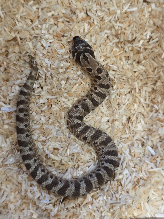 Heterodony zachodnie anaconda het. albino pos het. lavend