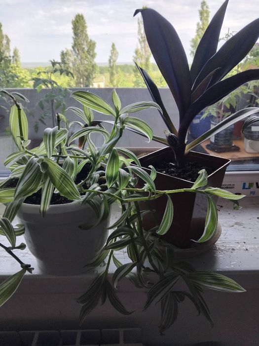 Комнатные растения