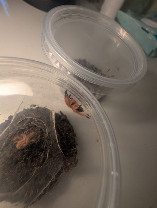 Ephebopus cyanognathus L3