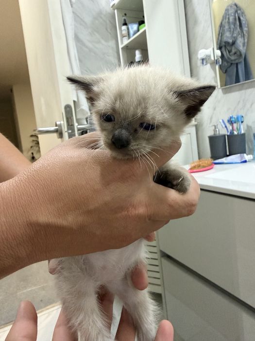 Gatos para adocão responsável