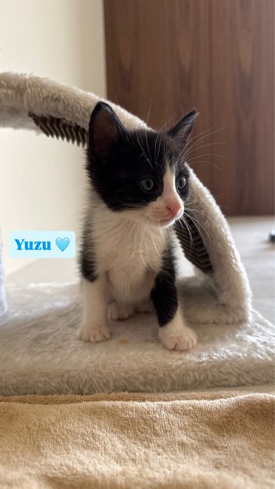 6 gatinhos à procura de um lar