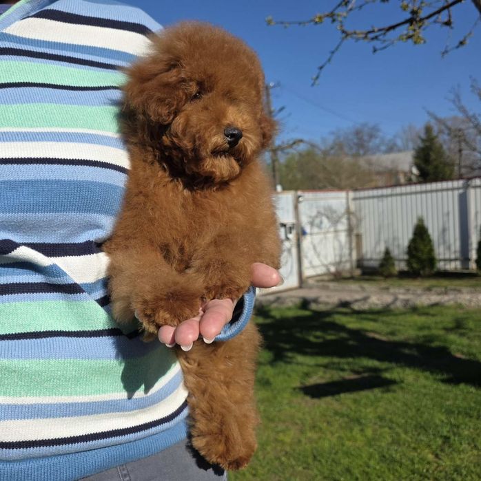 Супер красунчики.