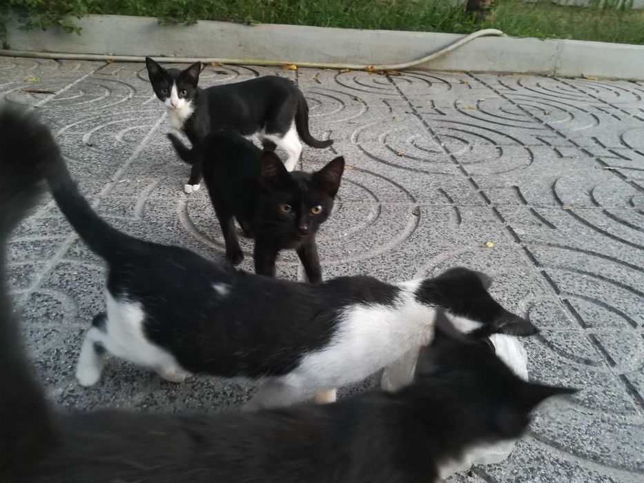 Gatinhos 4 meses - Adopção