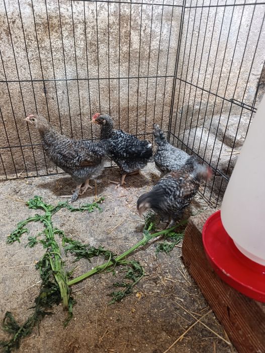 Frangos para venda