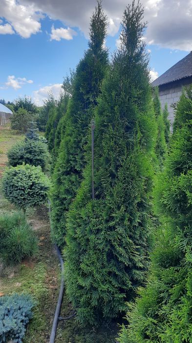 Thuja Smaragd wysoka zielona krzew ozdobny