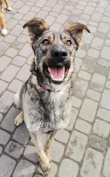 Uroczy Kofik kocha człowieka i szuka idealnego dla siebie!