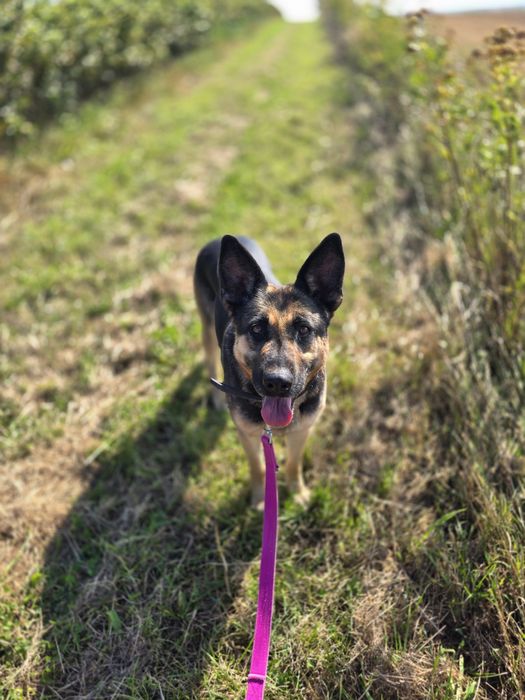 Dżina w typie owczarka