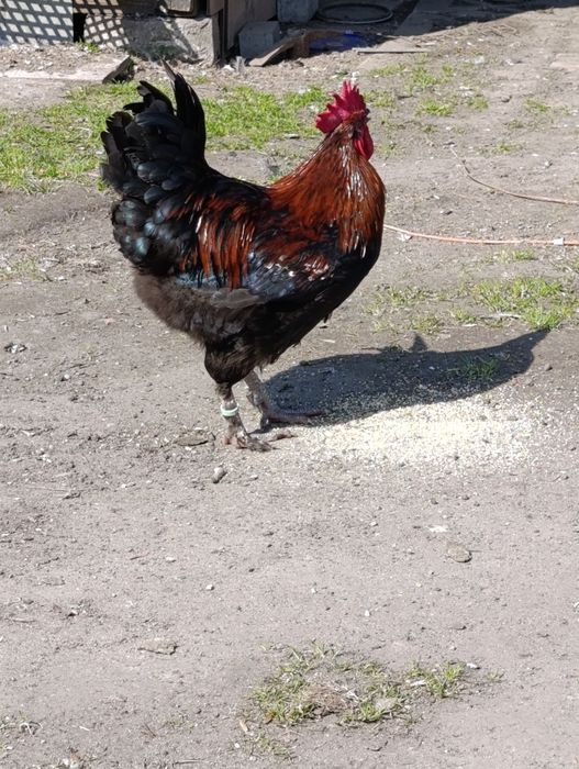 Sprzedam koguty włoszka i marans