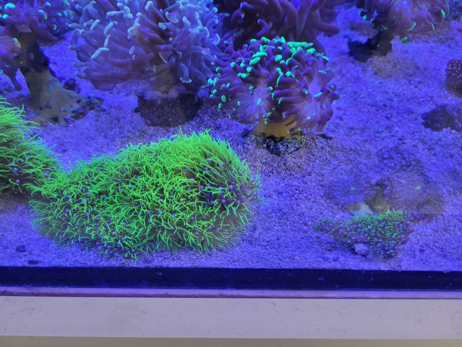 Koralowiec Pachyclavularia ultra fluo trawa morska fluorescencyjna