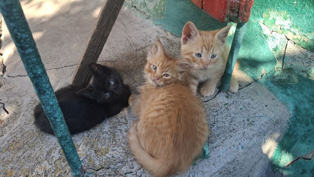 Кошеня кішка в добрі руки