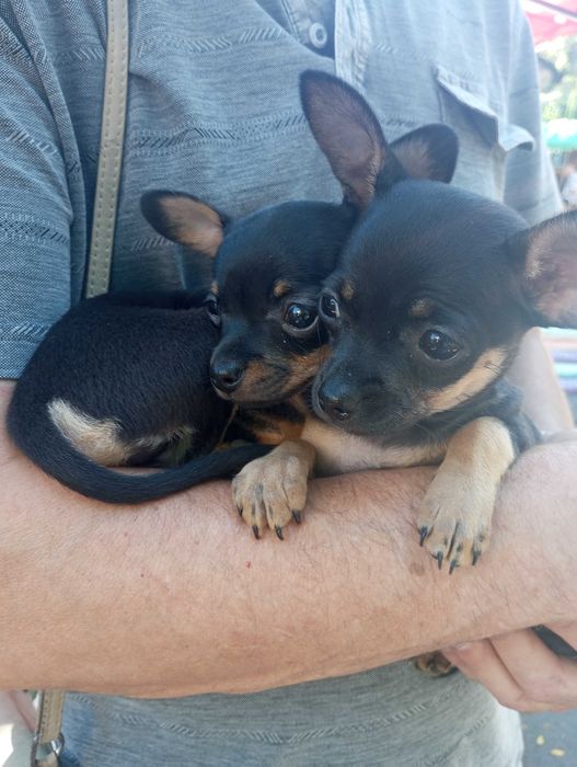 Цуценята,той терьер,2,5міс