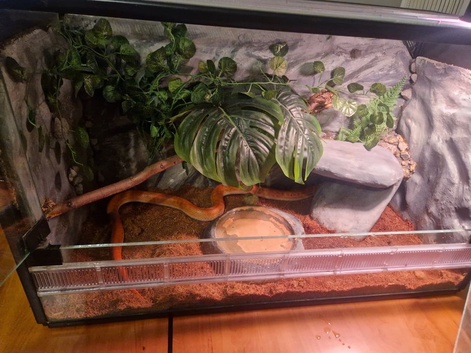 Wąż mahoniowy wraz z terrarium
